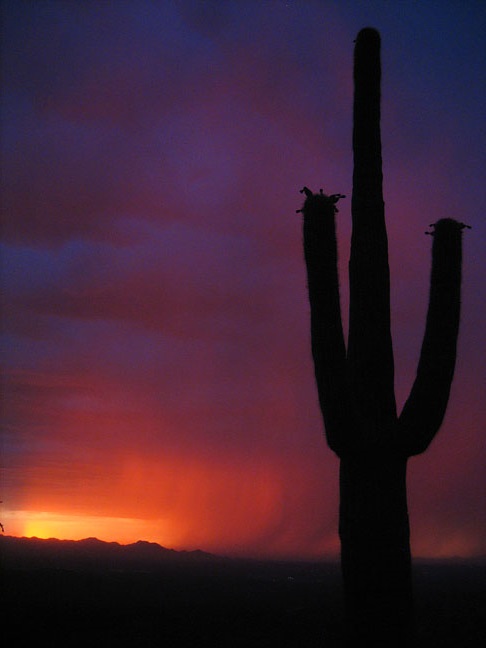 Saguaro Monsoon Sunset by Michael Mifall from Flickr (Creative Commons License)